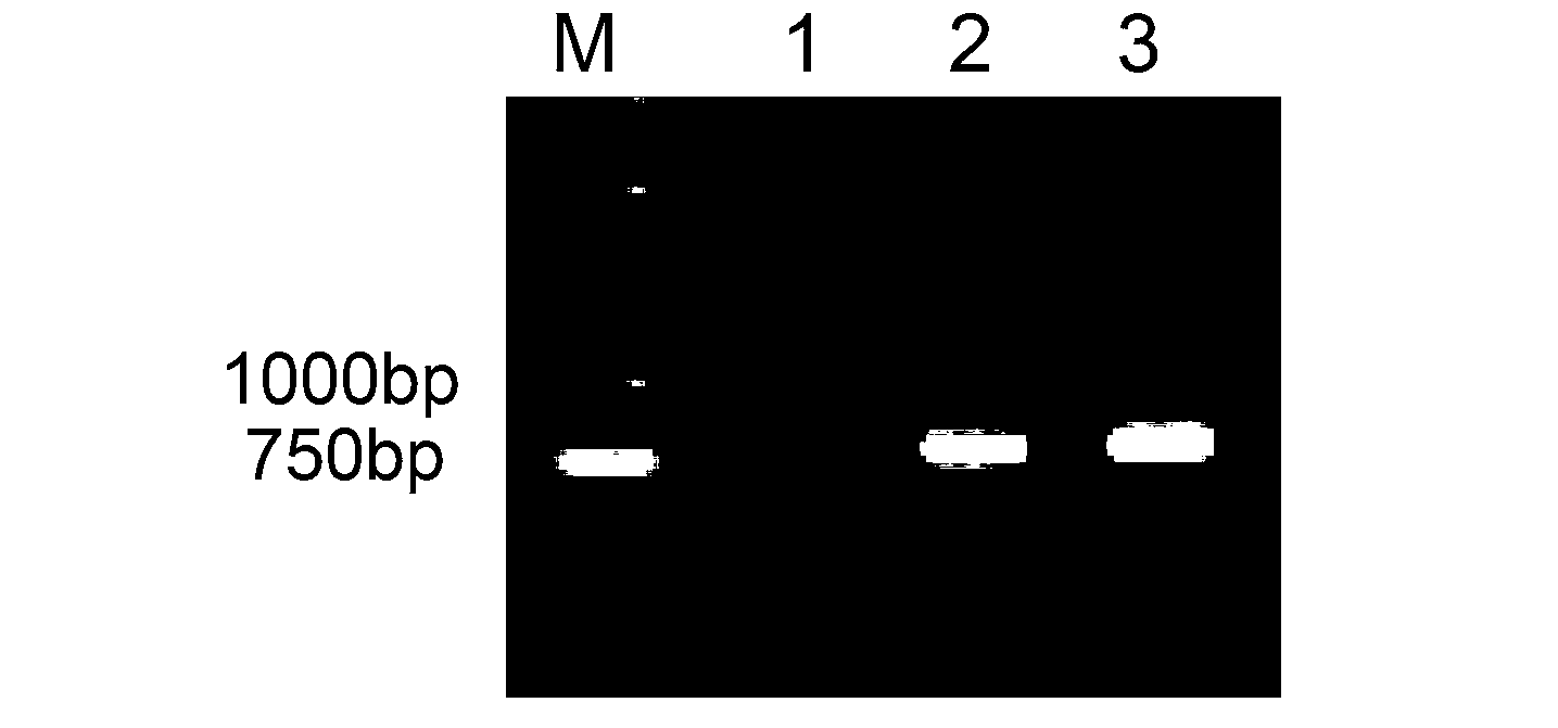 Method for establishing finite cell strain for screening read-though promoting drug