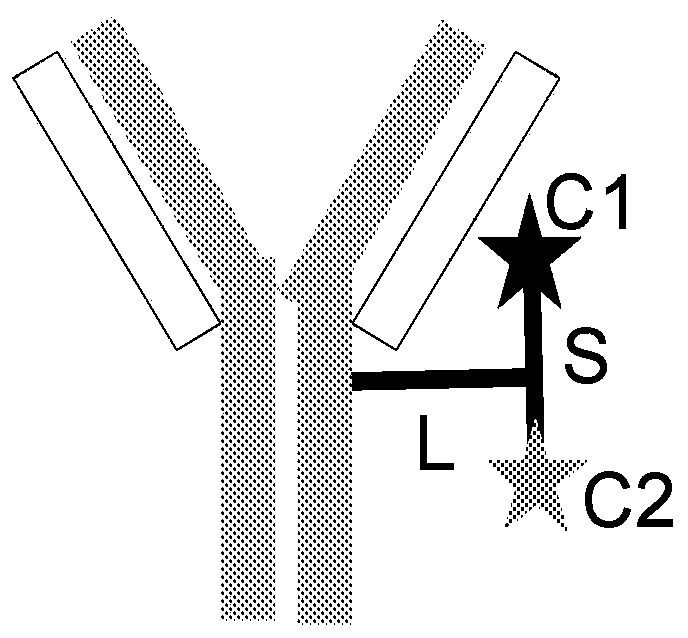 Antibody conjugates of immune-modulatory compounds and uses thereof