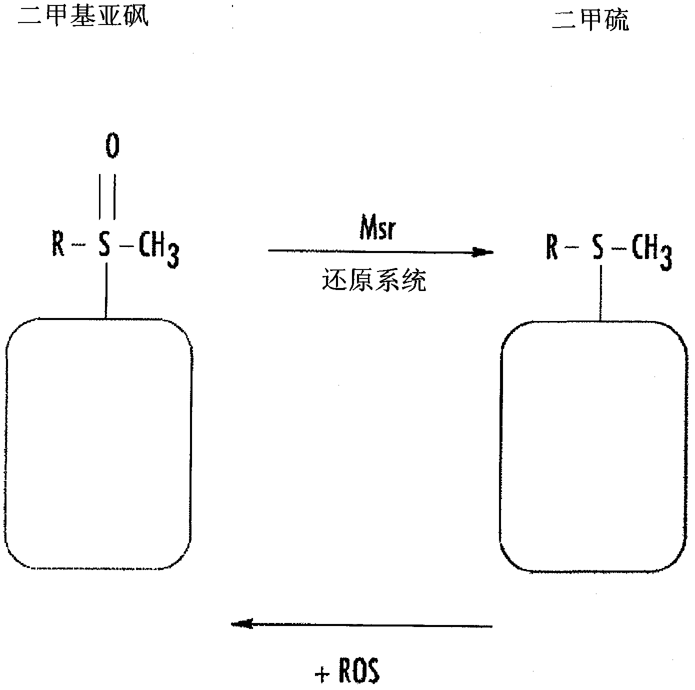 Protection of normal cells