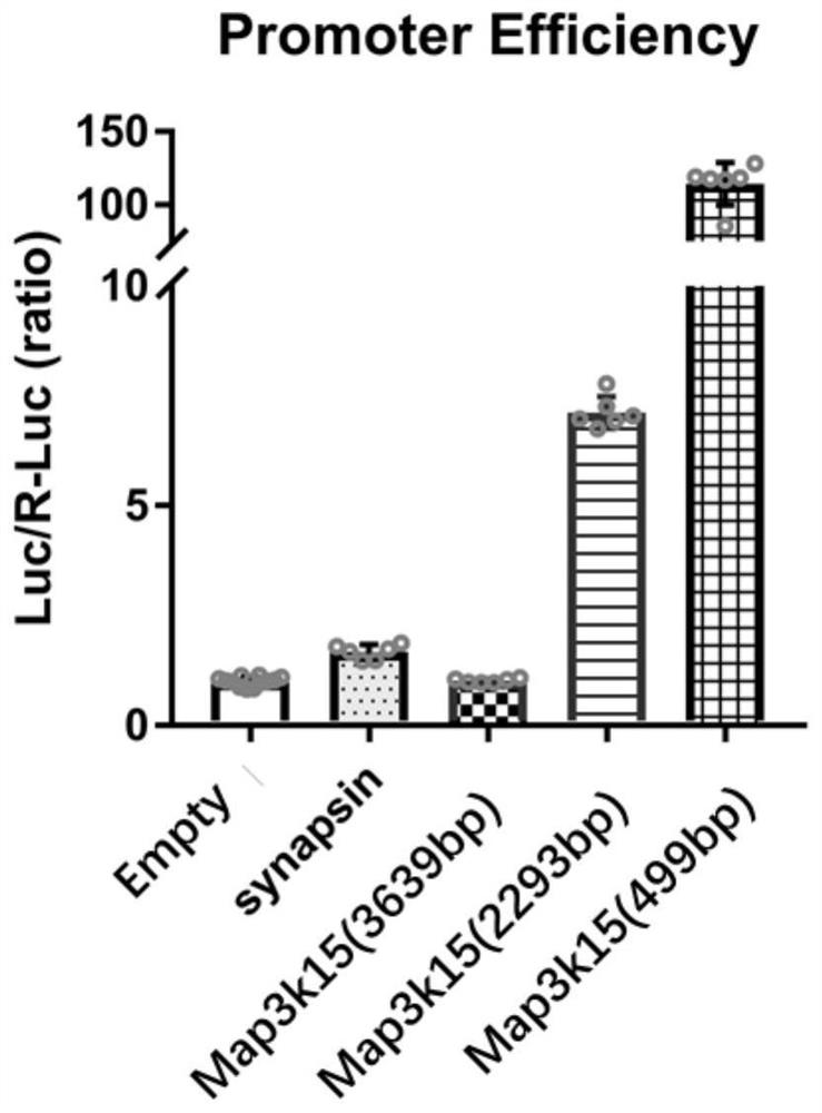 A method for constructing an aav vector specifically expressing Cre in the ca2 region of mouse hippocampus and its application