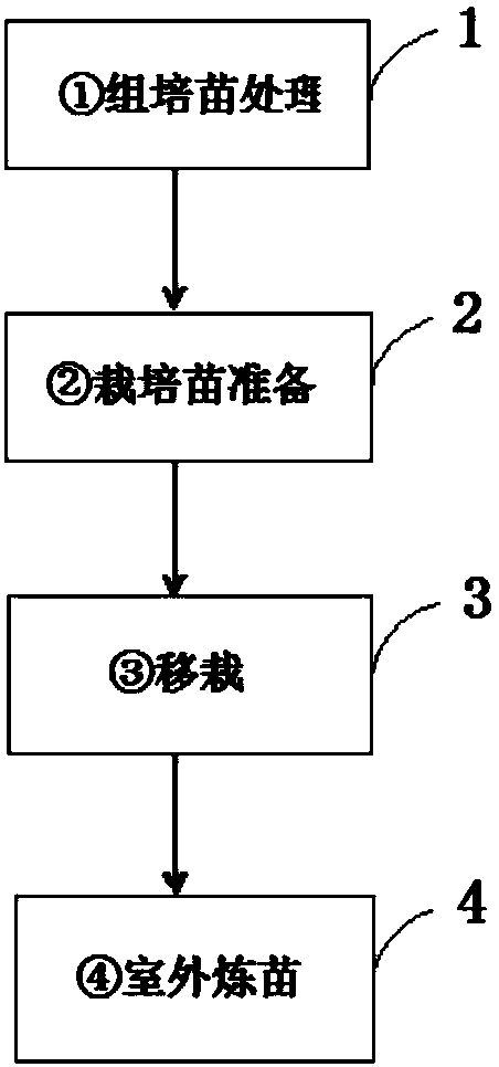 A kind of transplanting method of kiwifruit virus-free tissue culture seedling