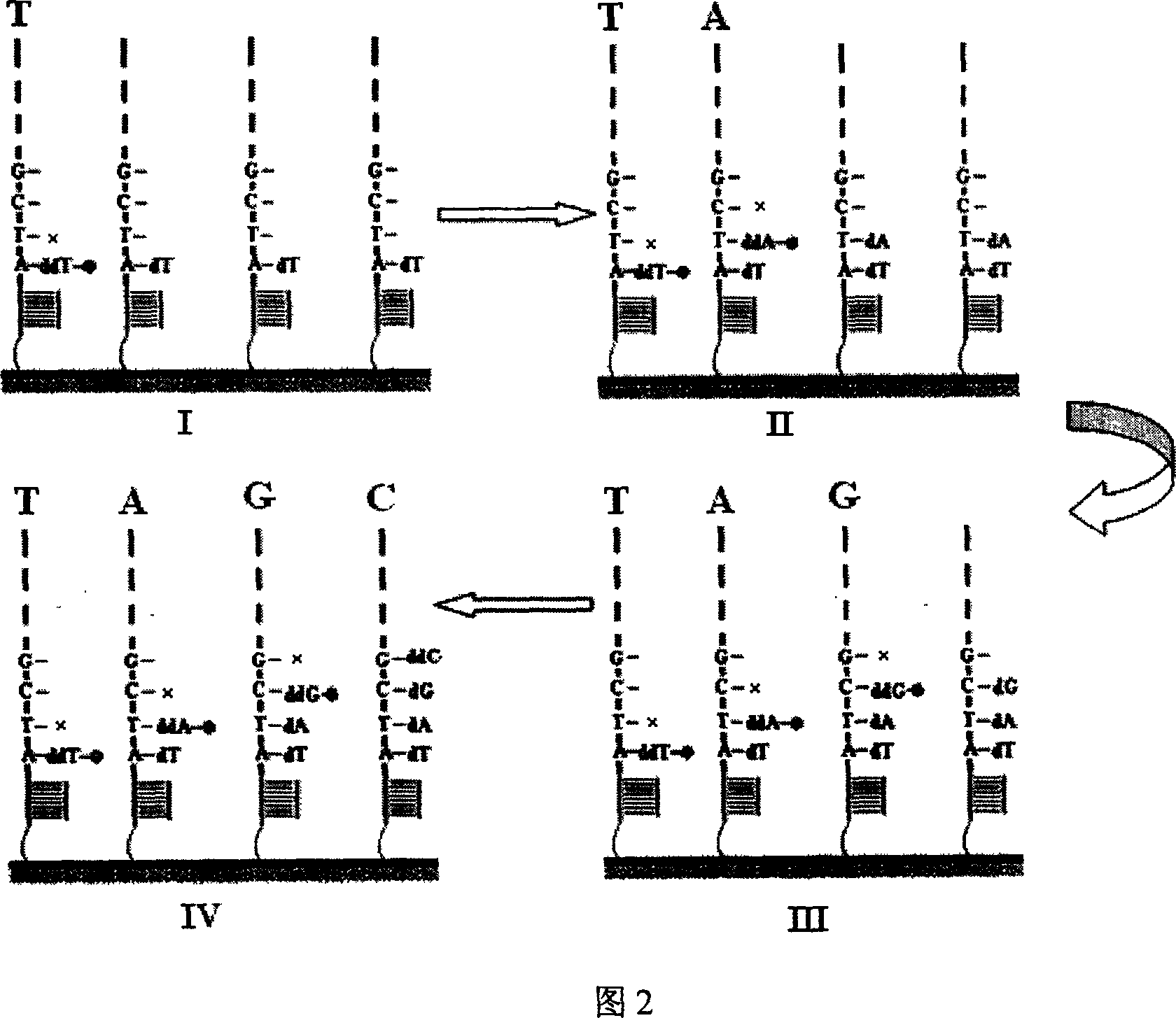 Nucleic acid sequencing process based on micro array chip