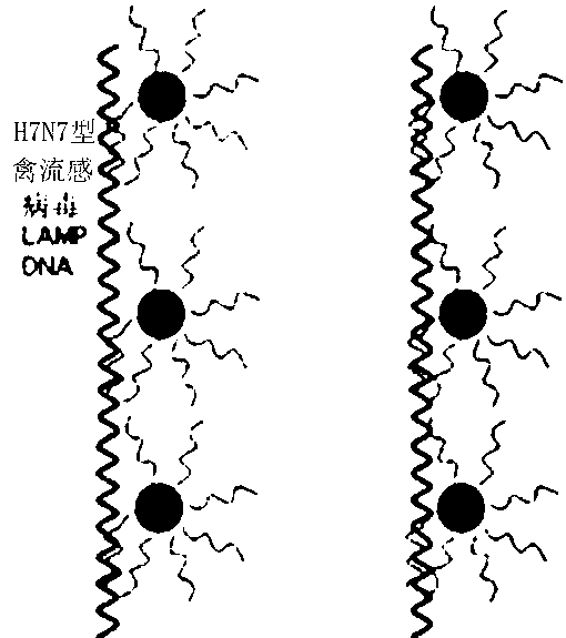 Kit for detecting H7N7 type avian influenza viruses