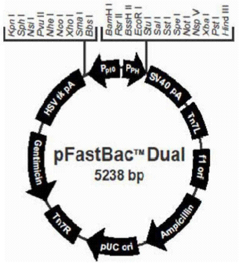 A porcine chimeric antibody against Haemophilus parasuis and its construction method and application