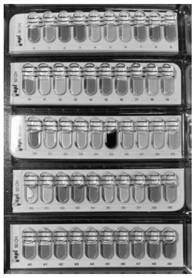 Bacillus velezensis capable of producing high-yield compound enzyme and efficiently degrading mycotoxin and application of bacillus velezensis