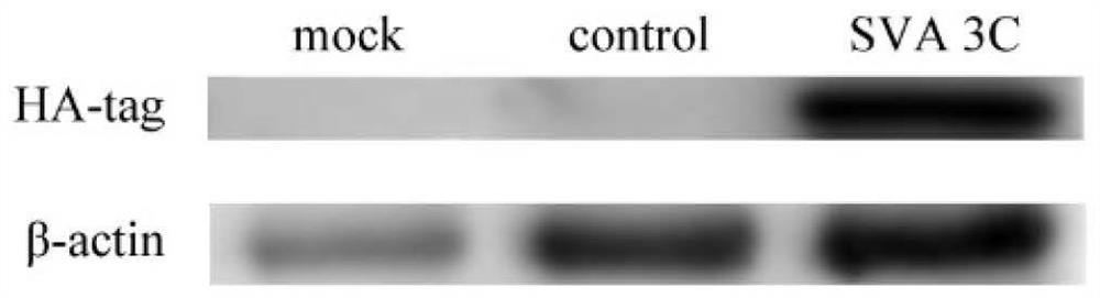 Application of SVA 3C protein in promotion of porcine virus replication