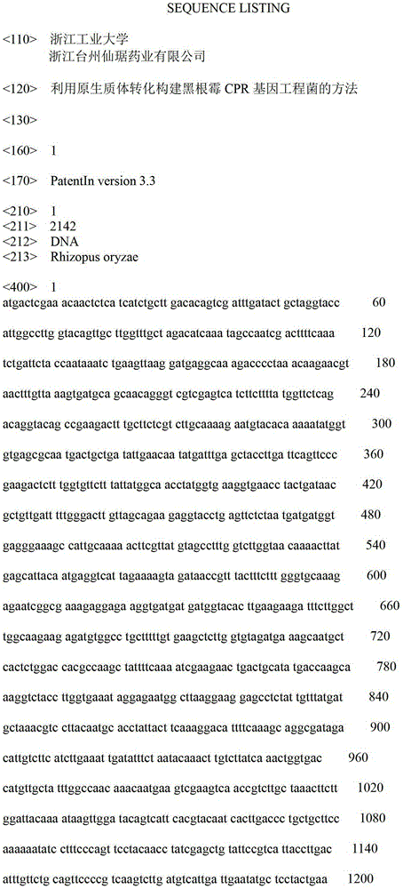 A method for constructing Rhizopus niger cpr genetically engineered bacteria by transformation of protoplasts