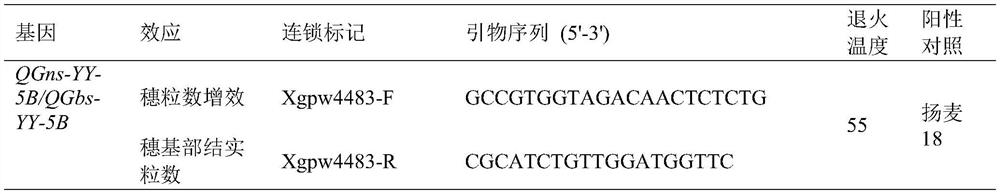 Breeding method of new high-yield lodging-resistant disease-resistant wheat variety