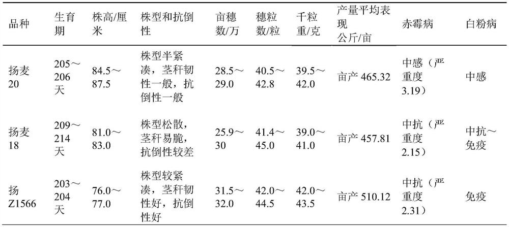 Breeding method of new high-yield lodging-resistant disease-resistant wheat variety