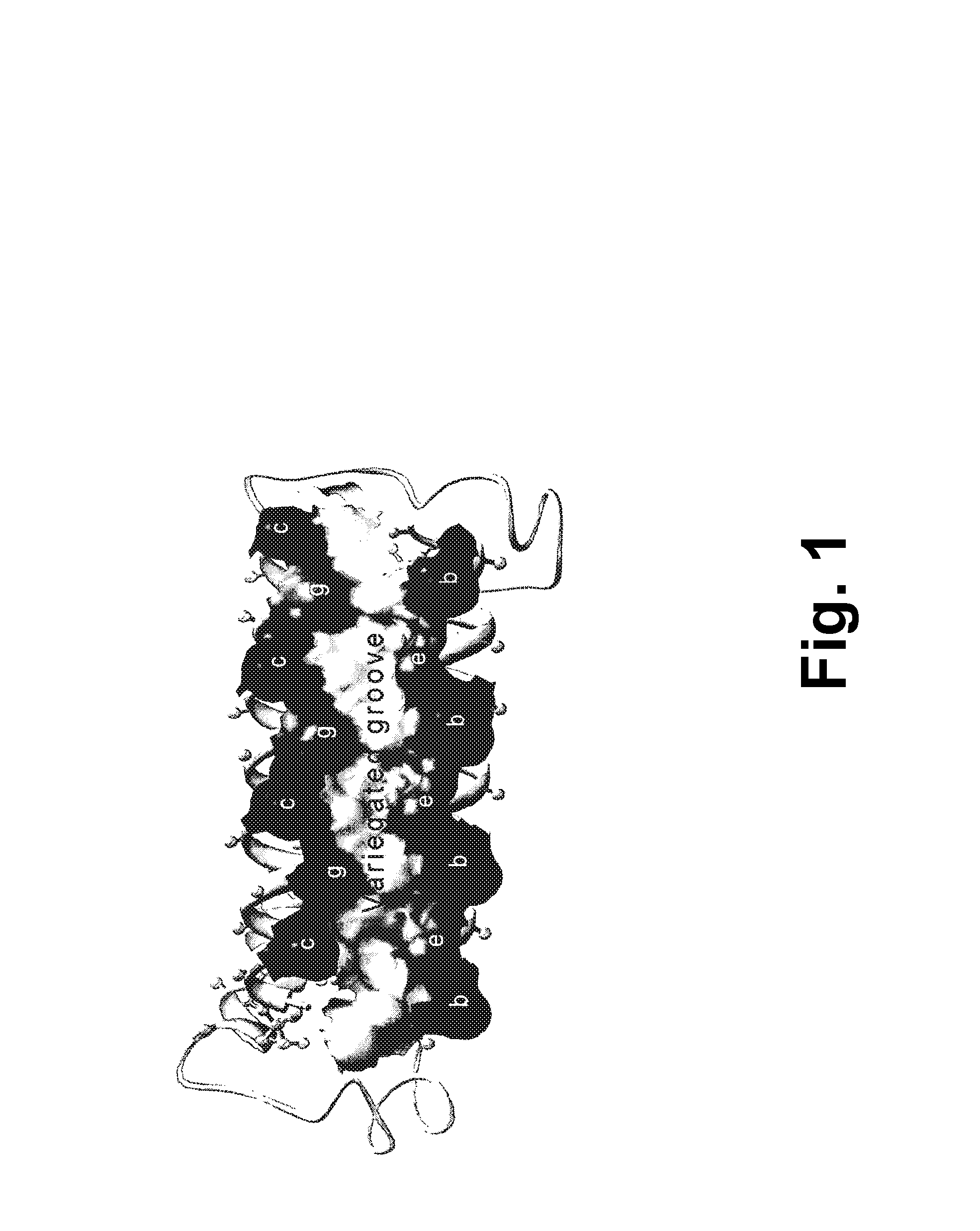 Alphabody libraries and methods for producing the same