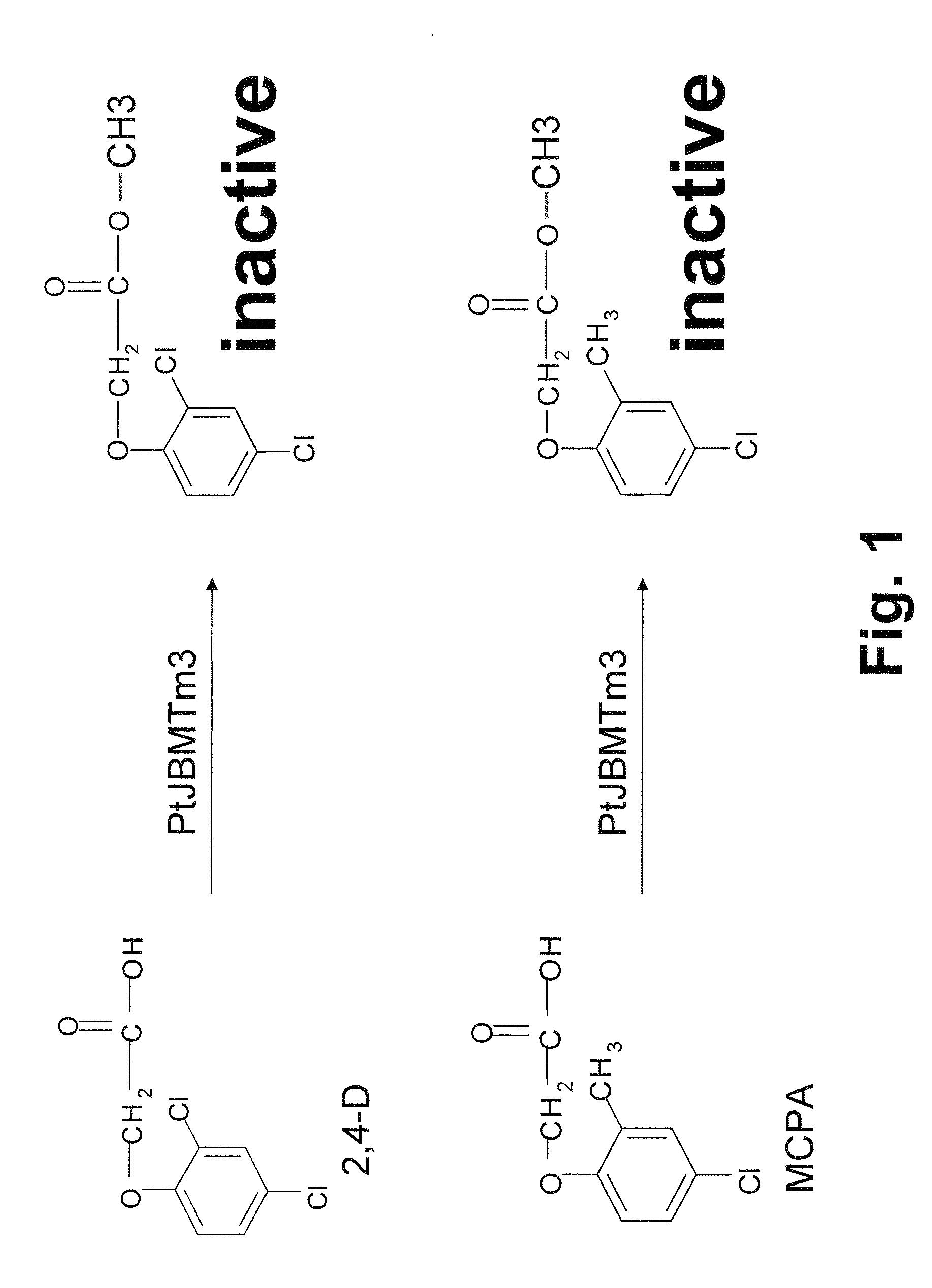 Herbicide resistance gene