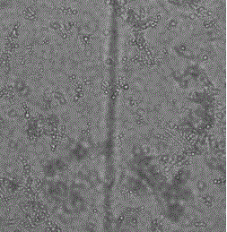 Preparation and regeneration method of pythium oligandrum protoplasts and composite enzymatic hydrolysate