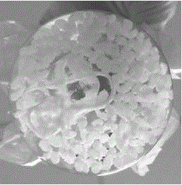 Preparation and regeneration method of pythium oligandrum protoplasts and composite enzymatic hydrolysate