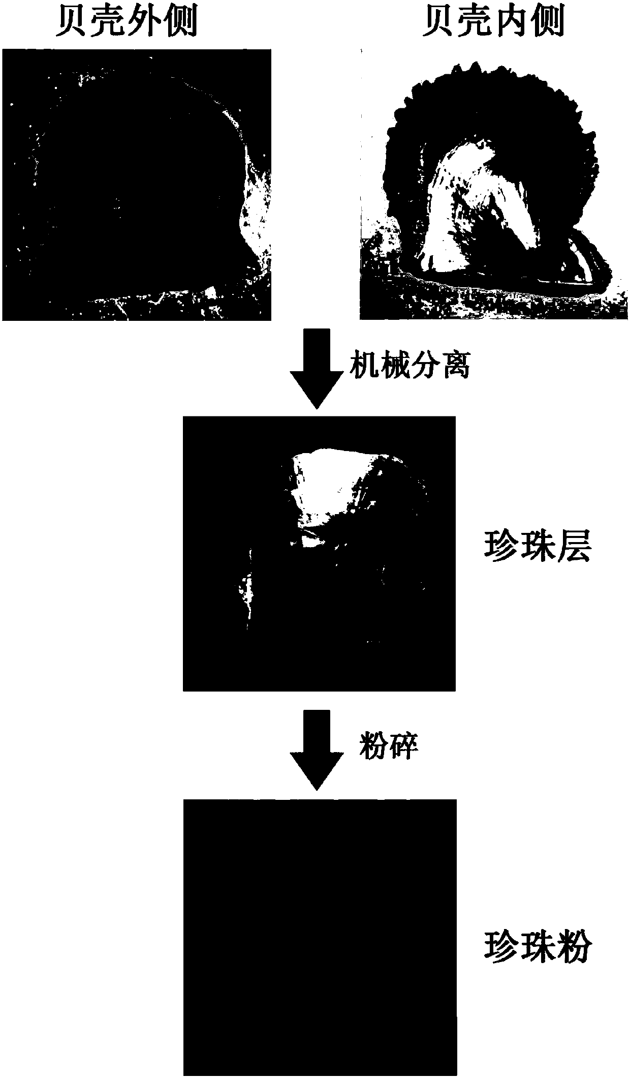 Shell nacre matrix protein, preparation method and use thereof