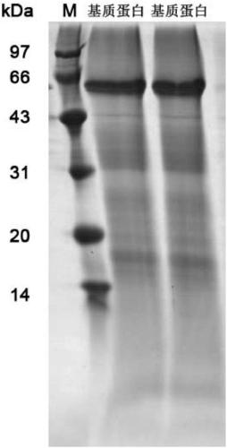 Shell nacre matrix protein, preparation method and use thereof