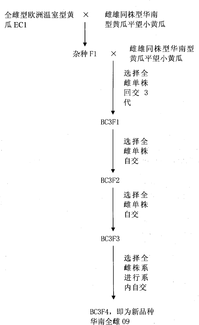 Cultivation and application of hologynic South China-type cucumber South China hologynic 09