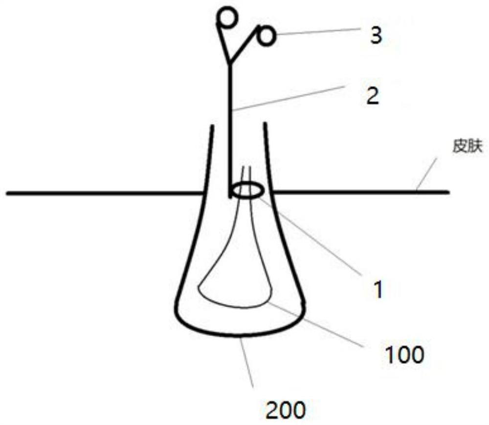 Specimen snare fixator for minimally invasive surgery