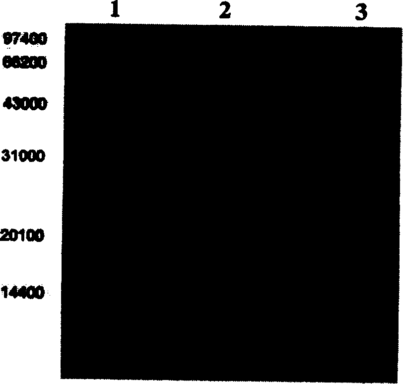 Mono methoxy polyethylene glycol-insulin complex substance and its preparation method