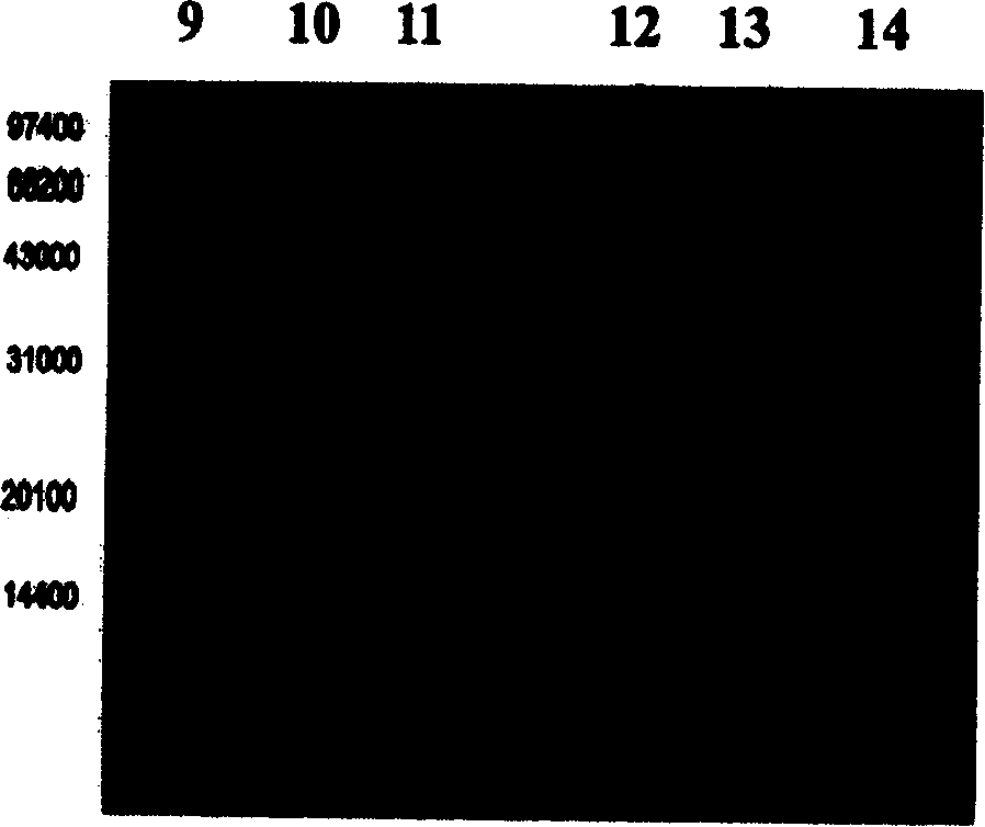 Mono methoxy polyethylene glycol-insulin complex substance and its preparation method