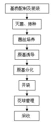 Formula of culture medium for industrial production of sparasis crispa and production process