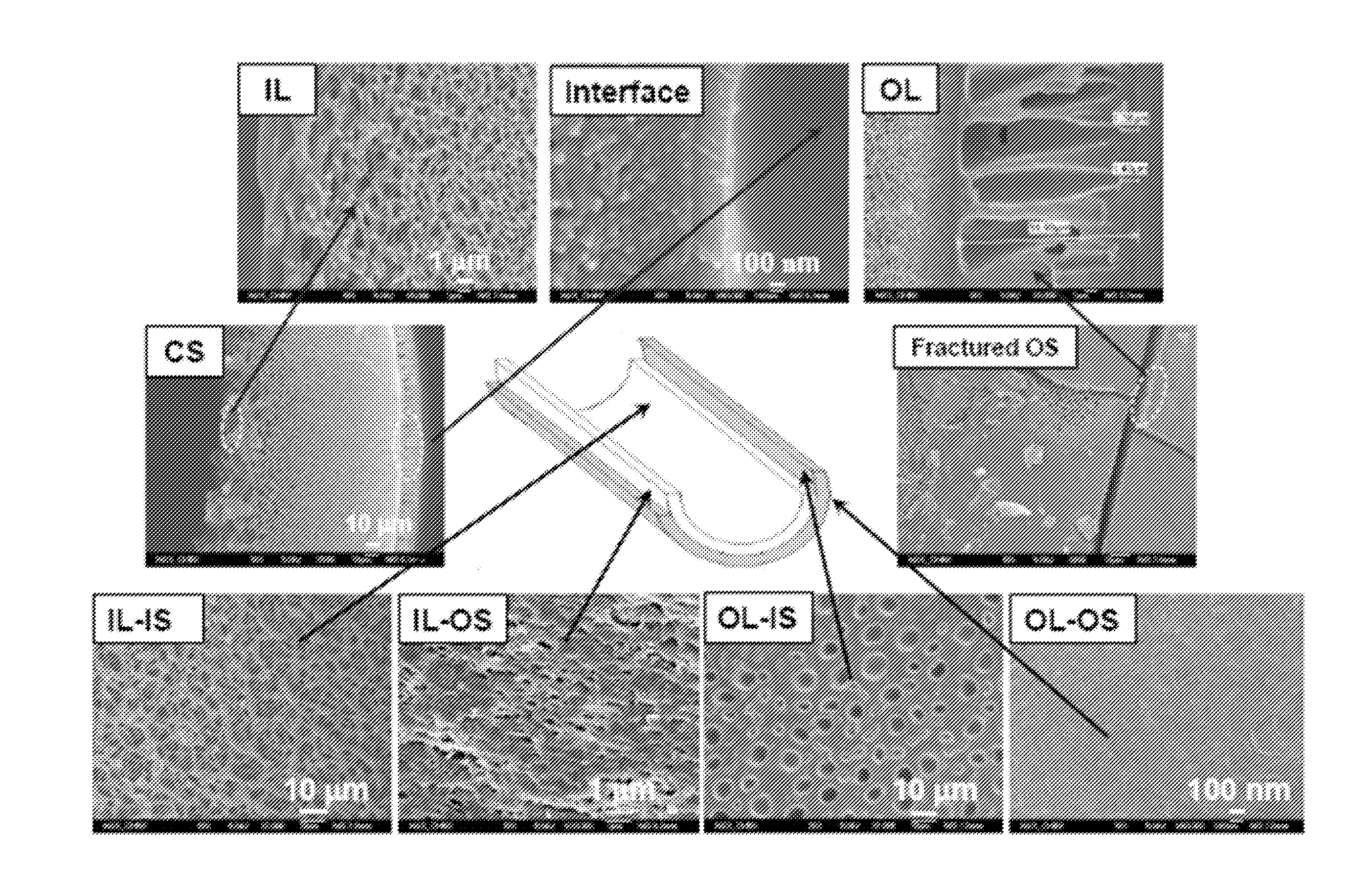 Dual-layer hollow fibers with enhanced flux as forward osmosis membranes for water reuses and protein enrichment