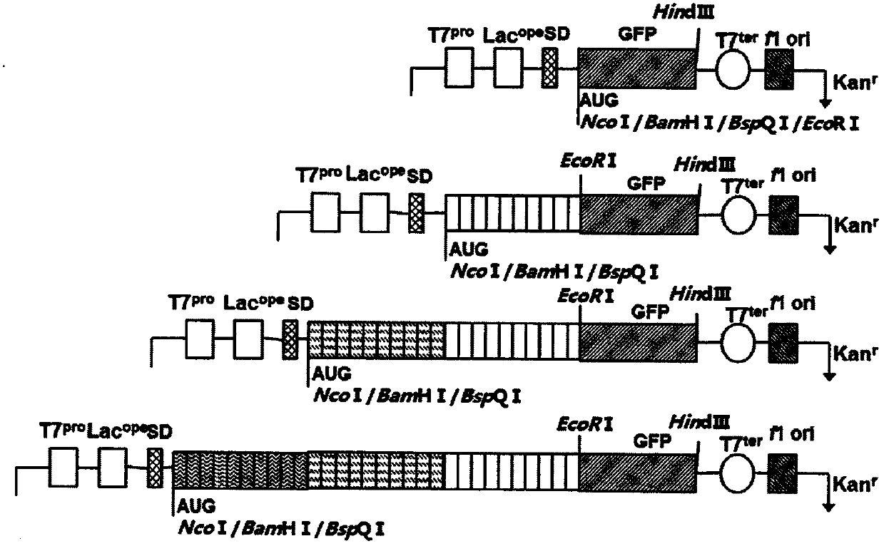 Recombinant polypeptide and its application