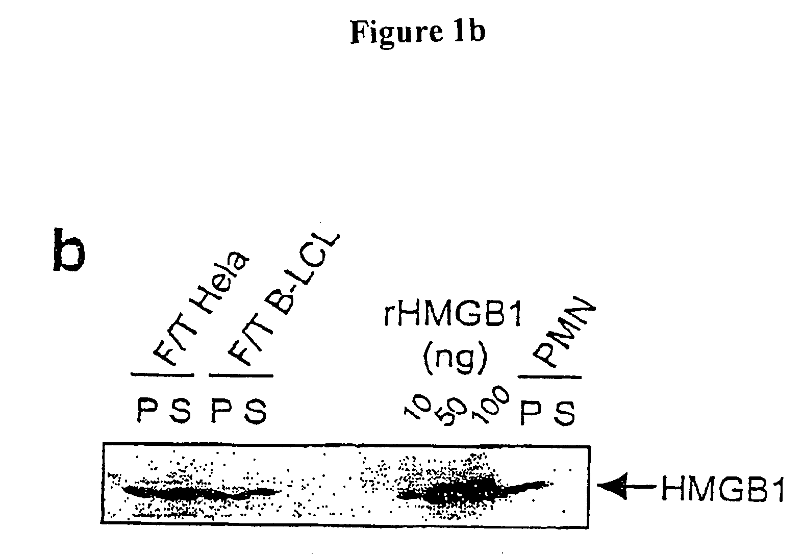 Use of hmgb1 for the activation of dendritic cells