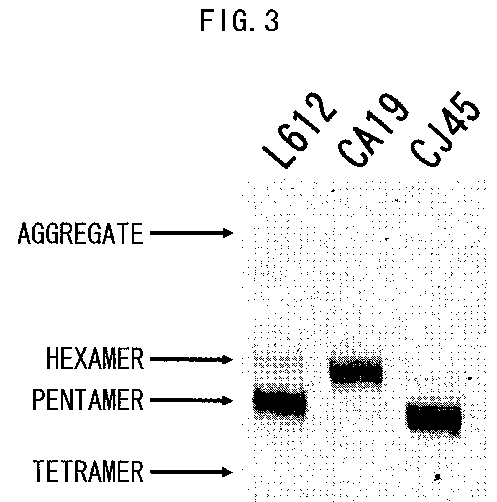 IgM Production by Transformed Cell and Method of Quantifying the Same