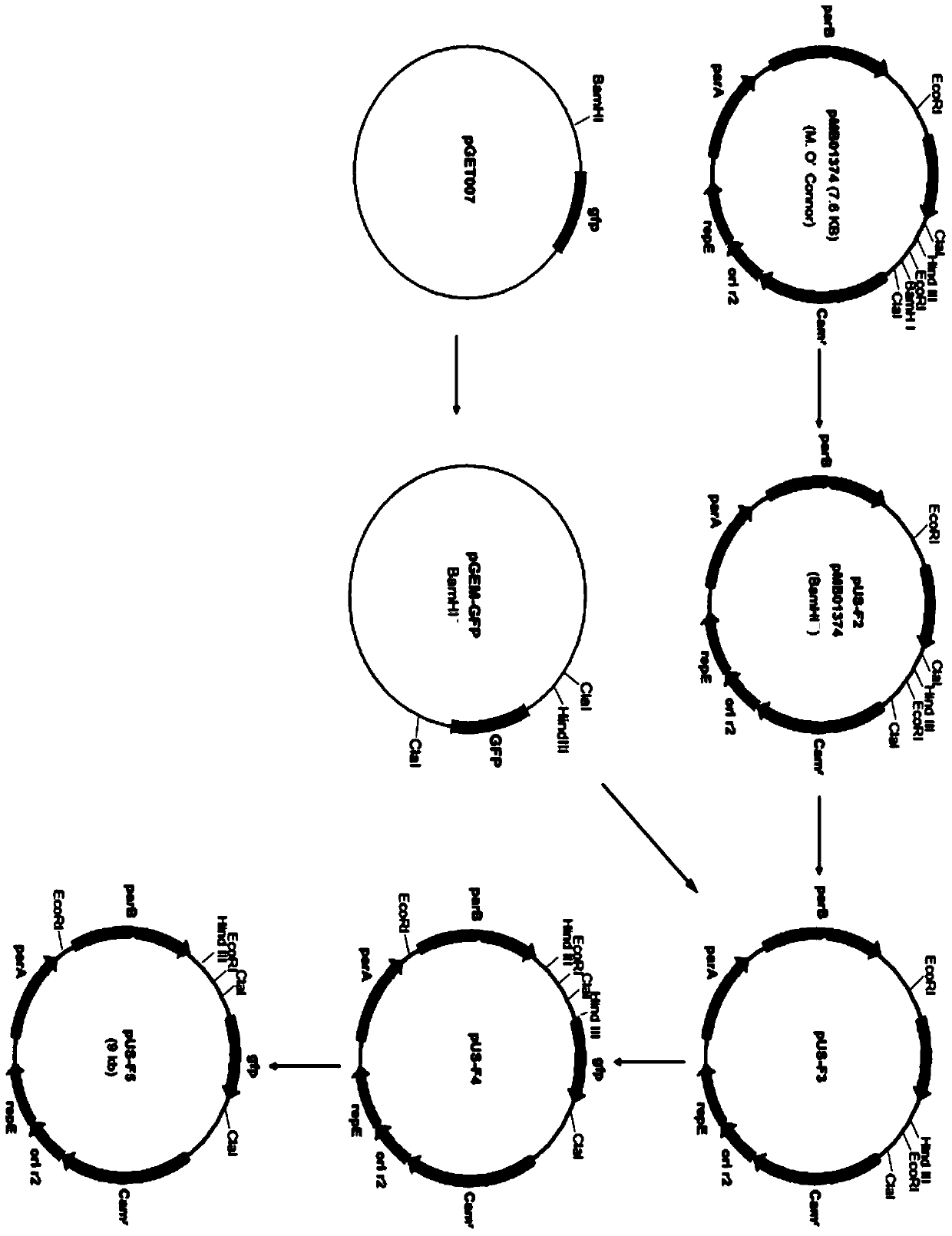 Infectious clone of human cytomegalovirus and its construction method and application