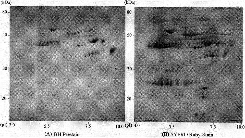 Application of 4h-[1]-benzopyran[4,3-b]thiophene-2-carboxylic acid hydrazide and its derivatives in glycoprotein-specific fluorescent prestaining detection