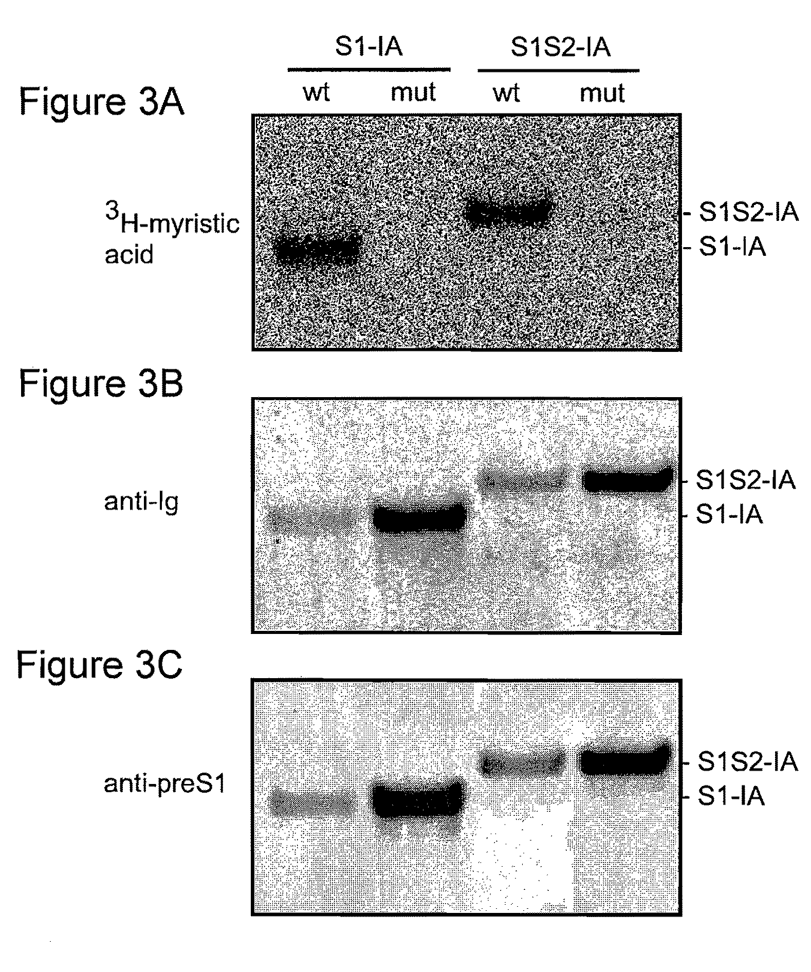 Hepatitis B virus compositions and methods of use