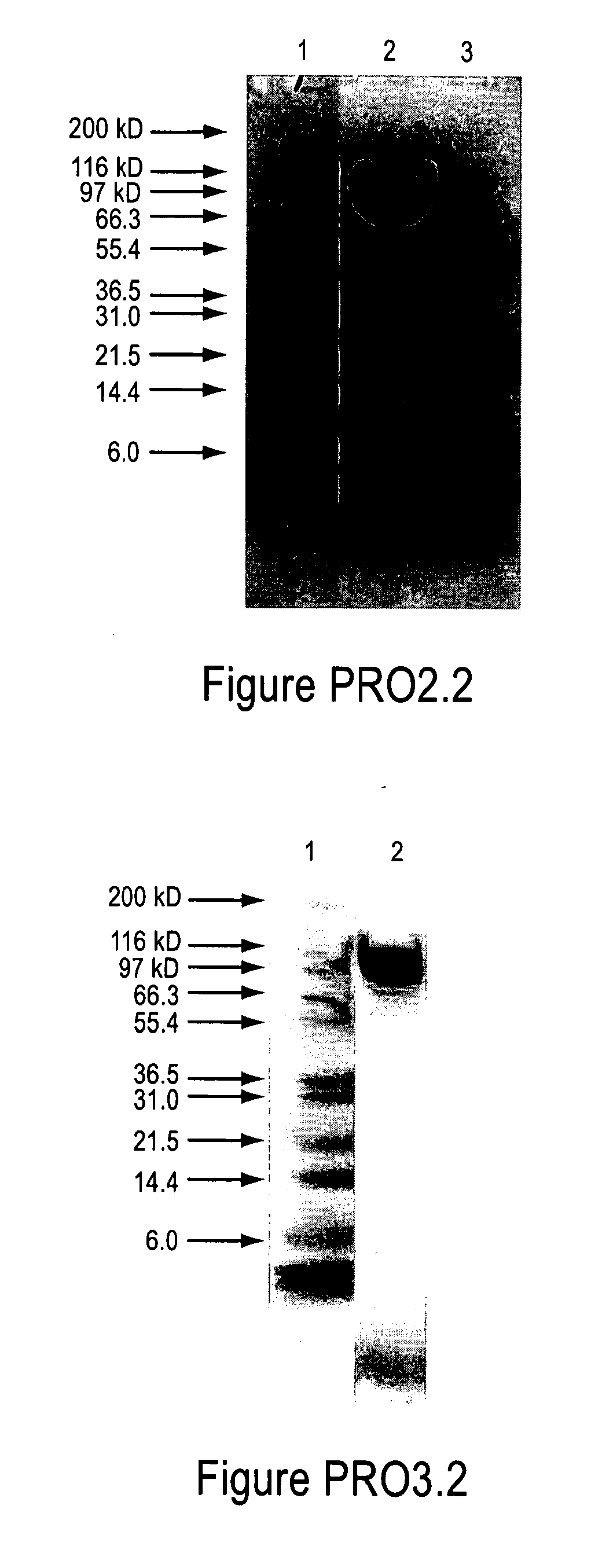 Polymer conjugates of protegrin peptides