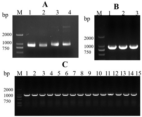 Novel photosynthetic bacteria for detecting explosives as well as preparation method and application of novel photosynthetic bacteria