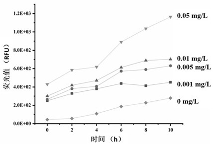 Novel photosynthetic bacteria for detecting explosives as well as preparation method and application of novel photosynthetic bacteria