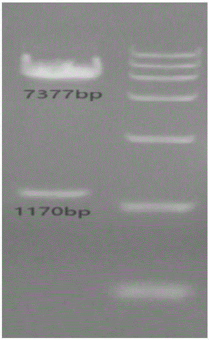 CD86-based membrane fixed protein, and preparation method and application thereof