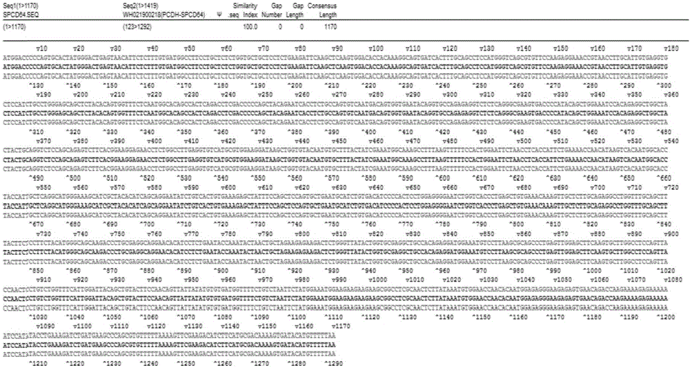 CD86-based membrane fixed protein, and preparation method and application thereof