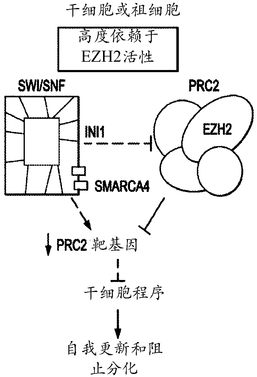 Method of treating malignant rhabdoid tumor of the ovary (MRTO)/small cell cancer of the ovary of the hypercalcemic type (SCCOHT) with an EZH2 inhibitor