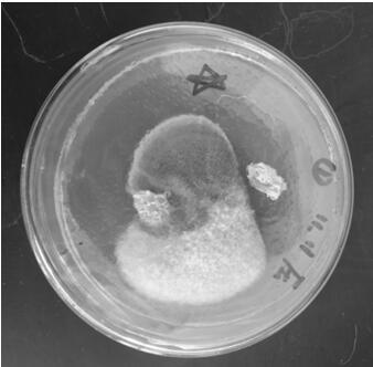 A strain of Bacillus siamese and its application in the control of plant powdery mildew