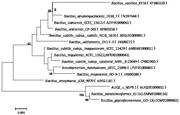 A strain of Bacillus siamese and its application in the control of plant powdery mildew