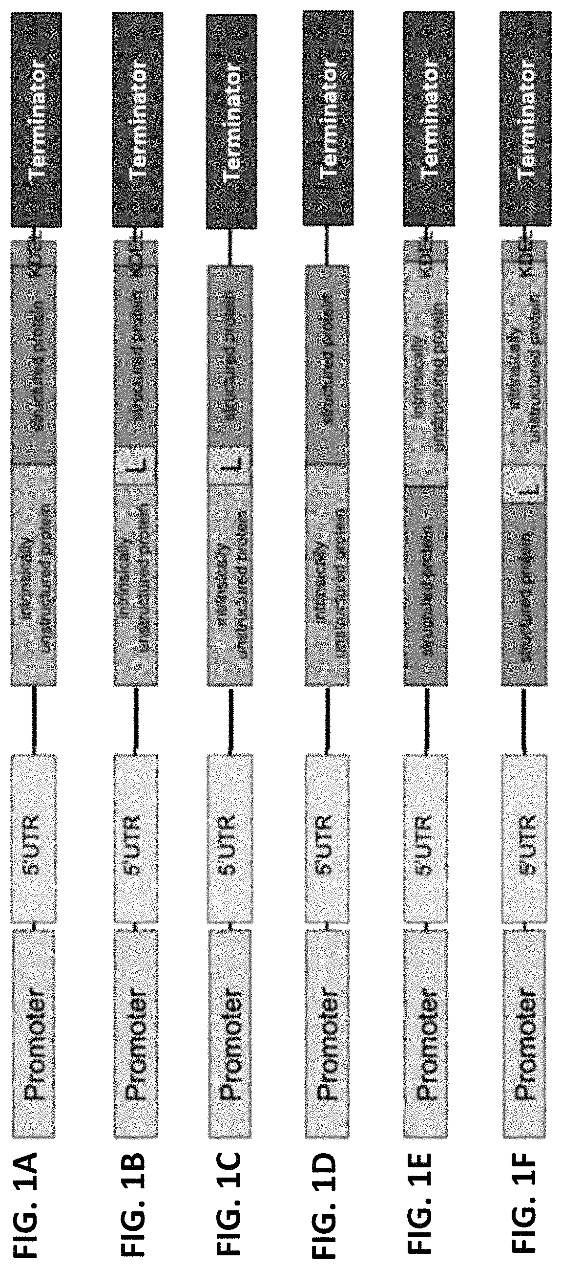 Recombinant fusion proteins for producing milk proteins in plants