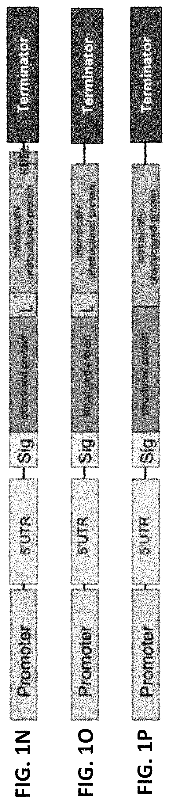 Recombinant fusion proteins for producing milk proteins in plants