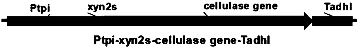 Saccharomyces cerevisiae industrial strain for secreting and expressing cellulase and building method thereof