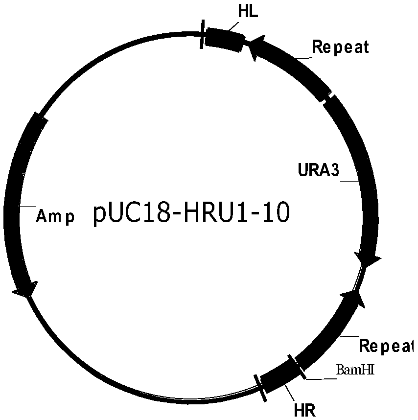 Saccharomyces cerevisiae industrial strain for secreting and expressing cellulase and building method thereof