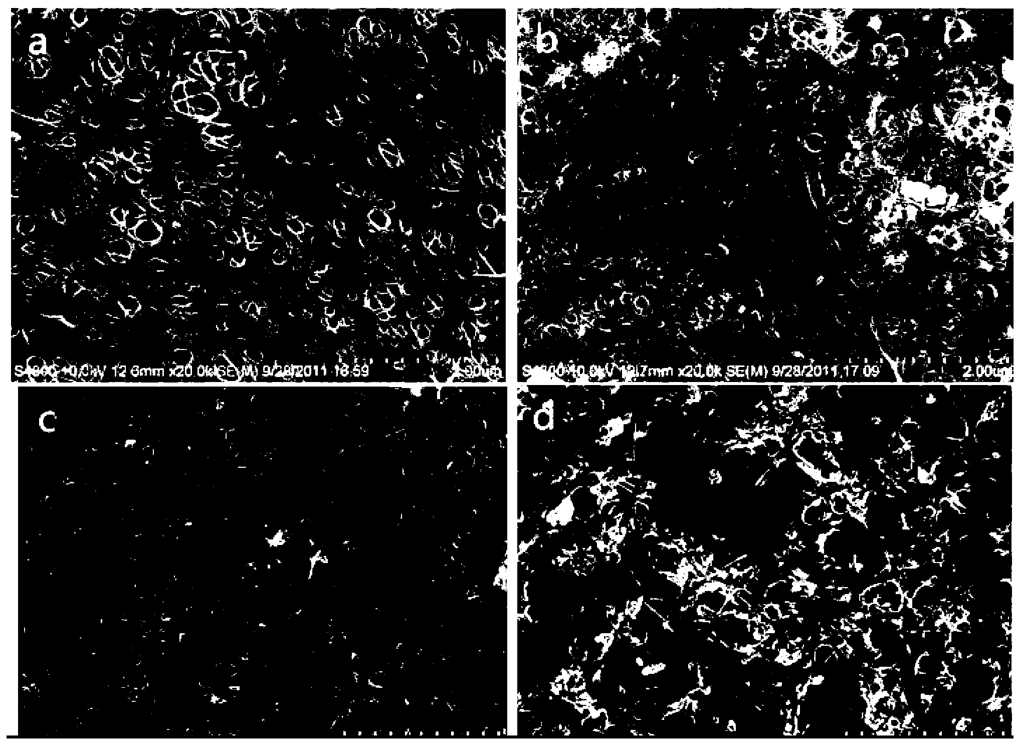 Method for preparing chitosan oligosaccharide/bacterial cellulose sponge