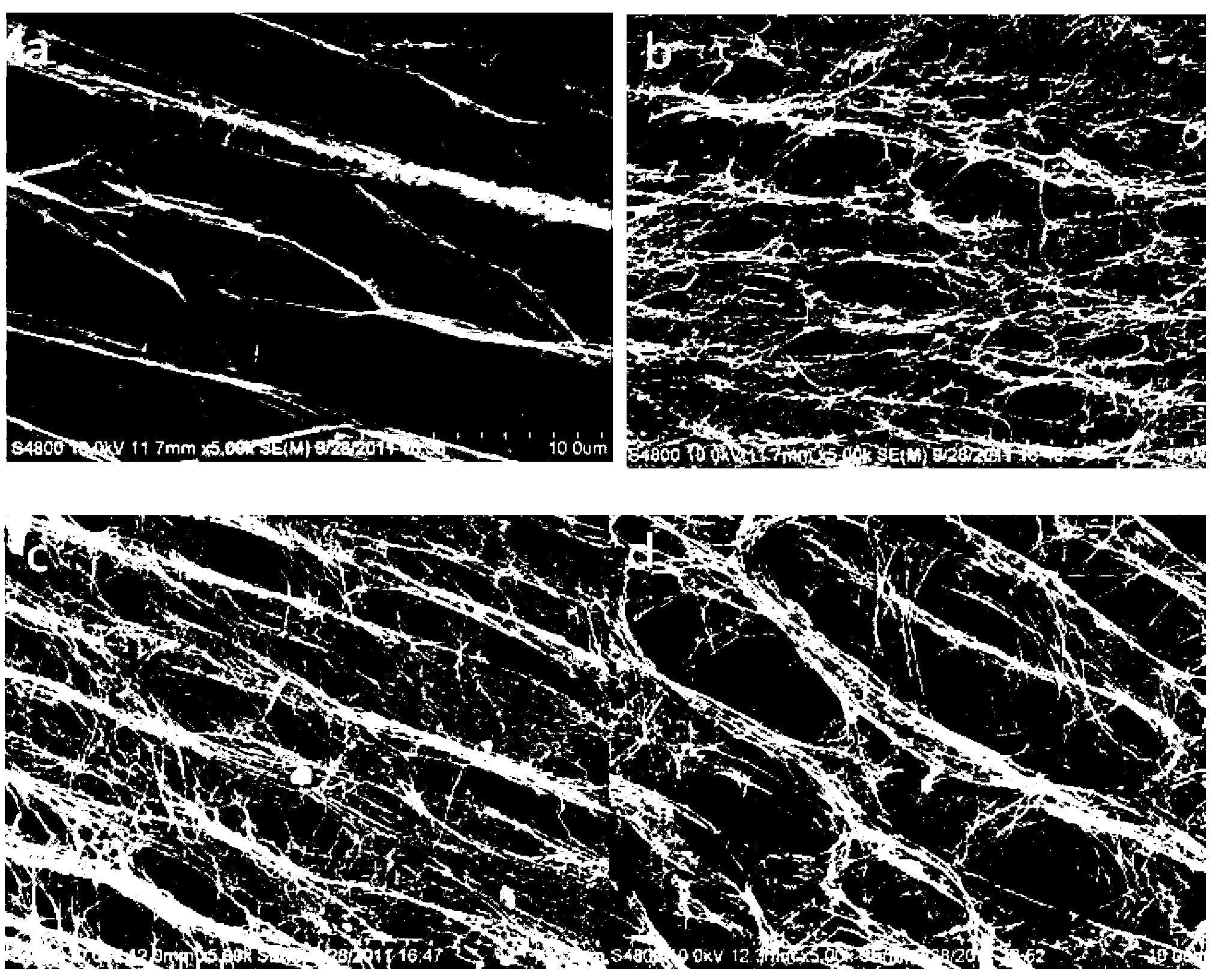 Method for preparing chitosan oligosaccharide/bacterial cellulose sponge