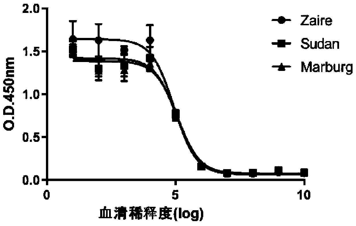 Anti-filovirus monoclonal neutralizing antibody as well as preparation method and application thereof