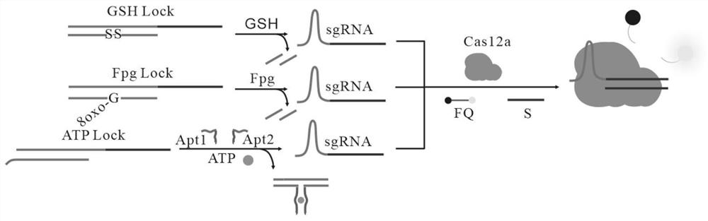 Universal fluorescent biosensor for detecting ATP, glutathione and Fpg glycosylase