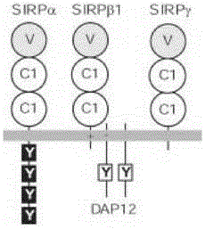 Novel recombinant bifunctional fusion protein as well as preparation and application thereof