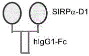 Novel recombinant bifunctional fusion protein as well as preparation and application thereof