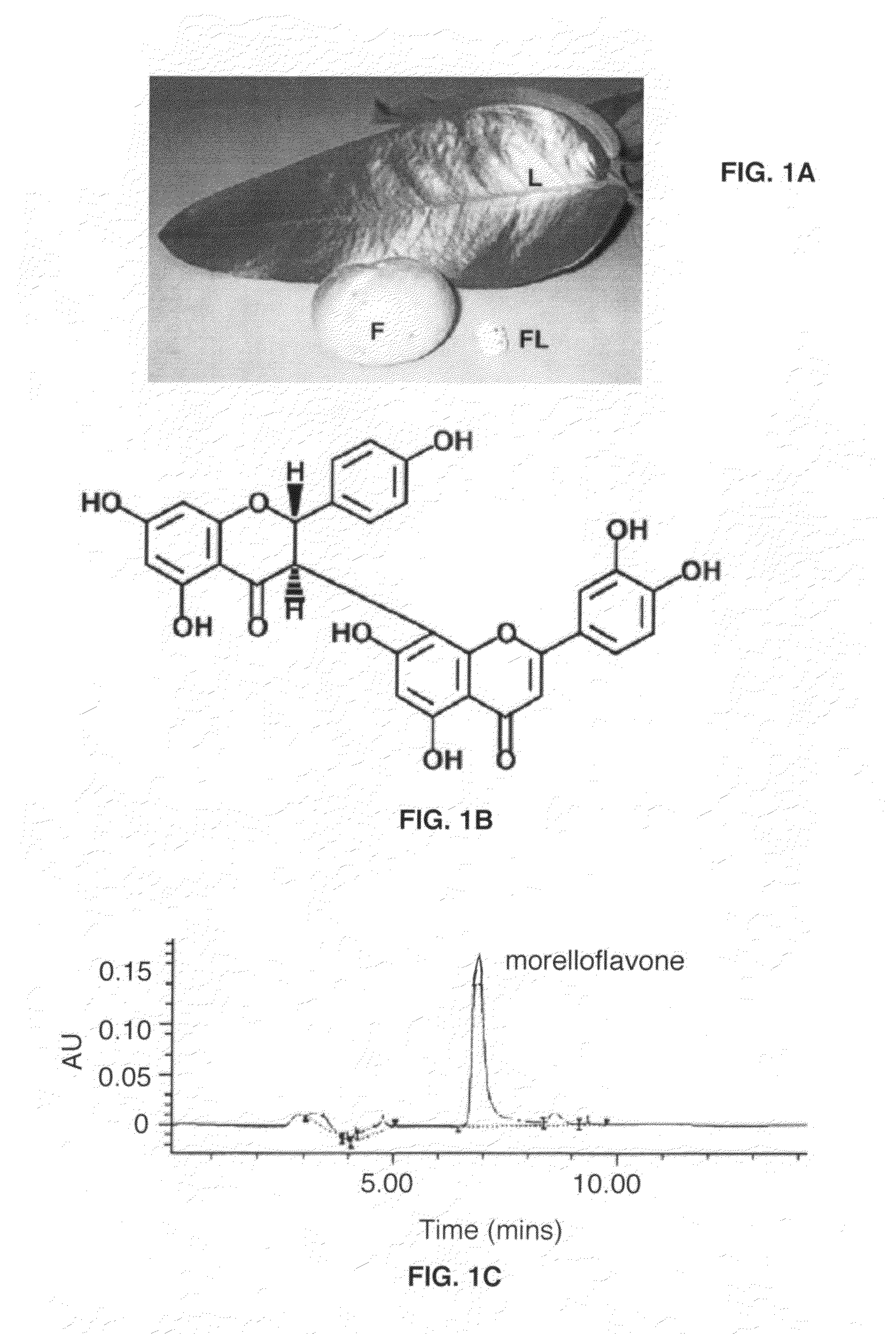 Uses of morelloflavone